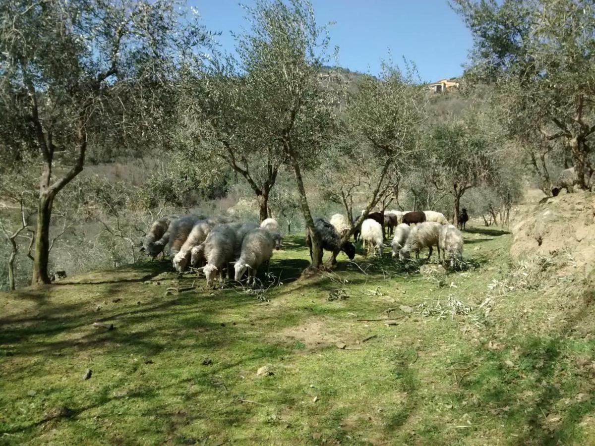 Castelfranco di Sopra Agriturismo Borgo Mocale מראה חיצוני תמונה